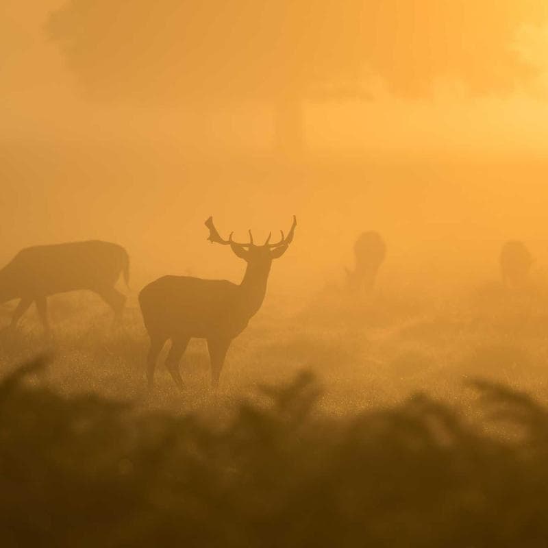 Restored Sony Walkman WM-D6C